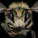 Illustration for article titled Close-Up Bee Portraits Are A Glimpse Into A Gorgeously Weird World